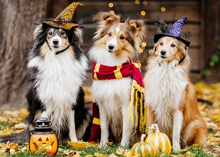 Three Adorable Dogs at Halloween