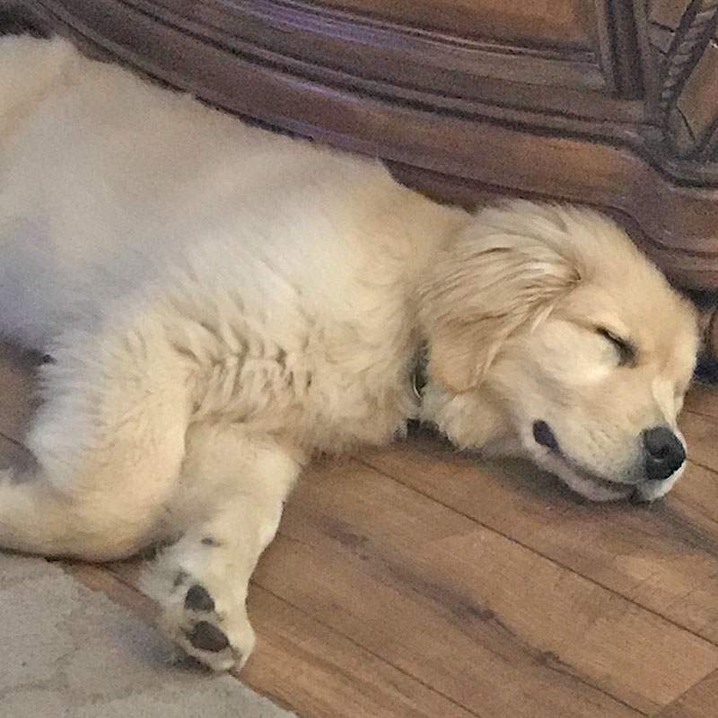 Daisy Plays with a Friend