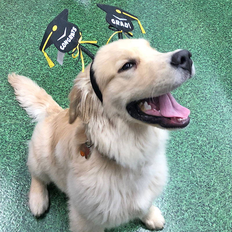 Learning to Use the Scratching Post