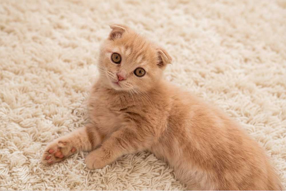 Munchkin and Scottish Fold