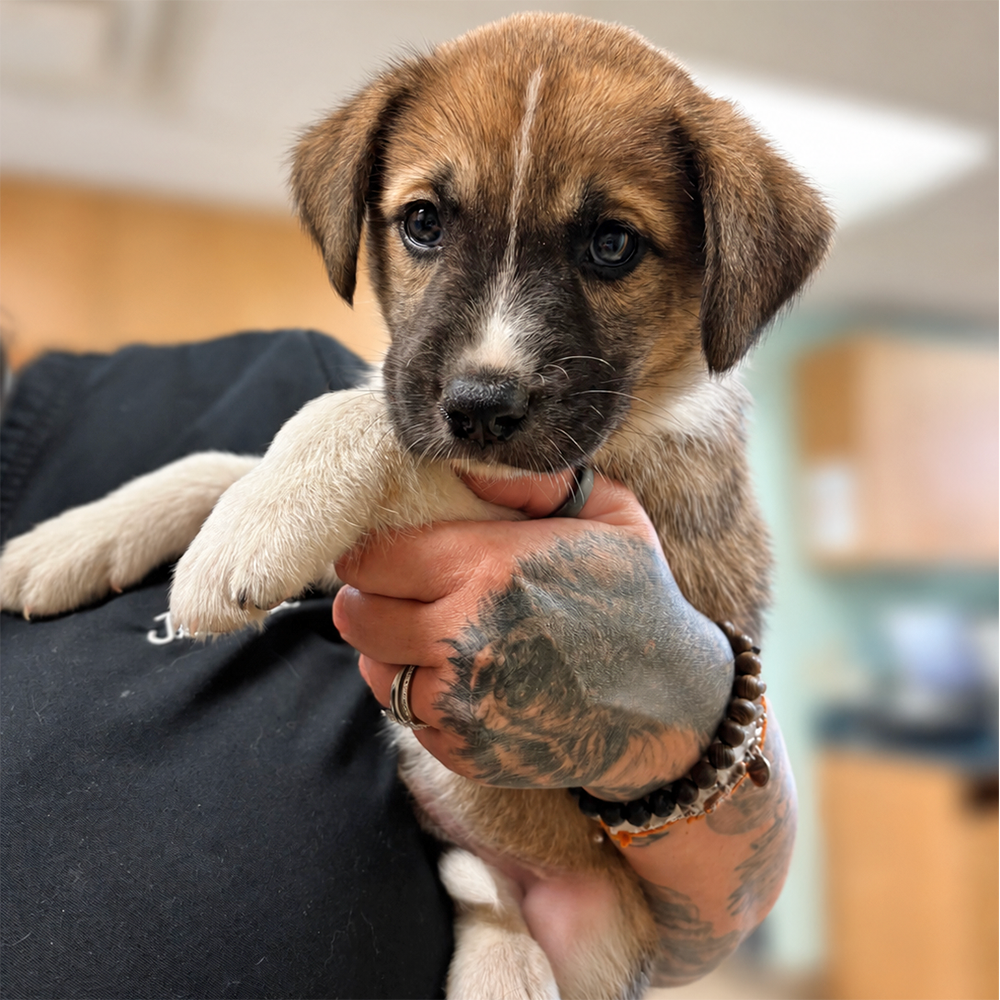 Our Staff Fell in Love!